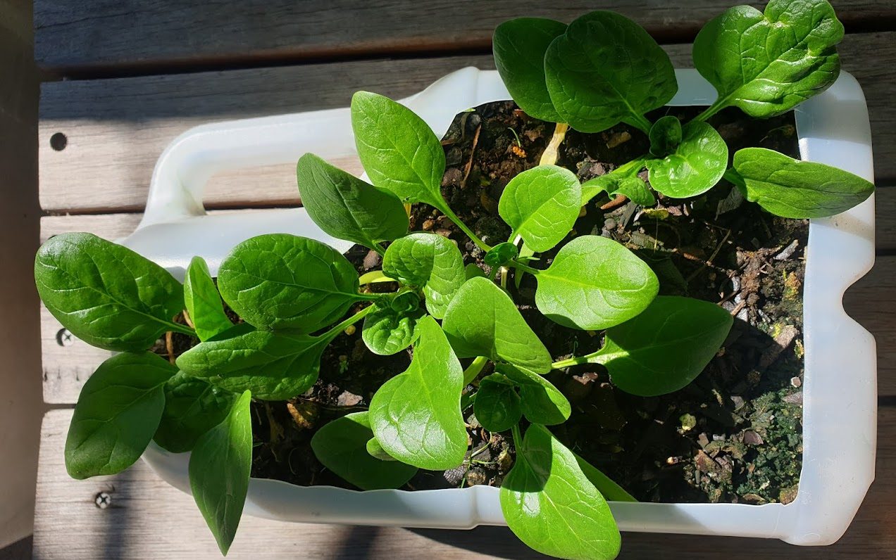 Growing baby spinach in a recycled milk jug