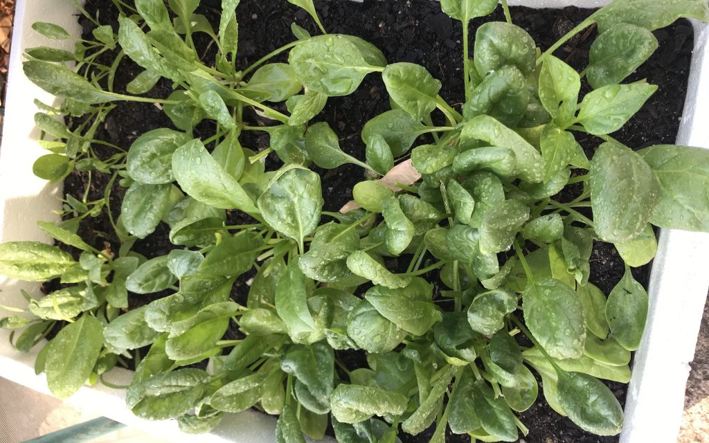 foam boxes as garden beds