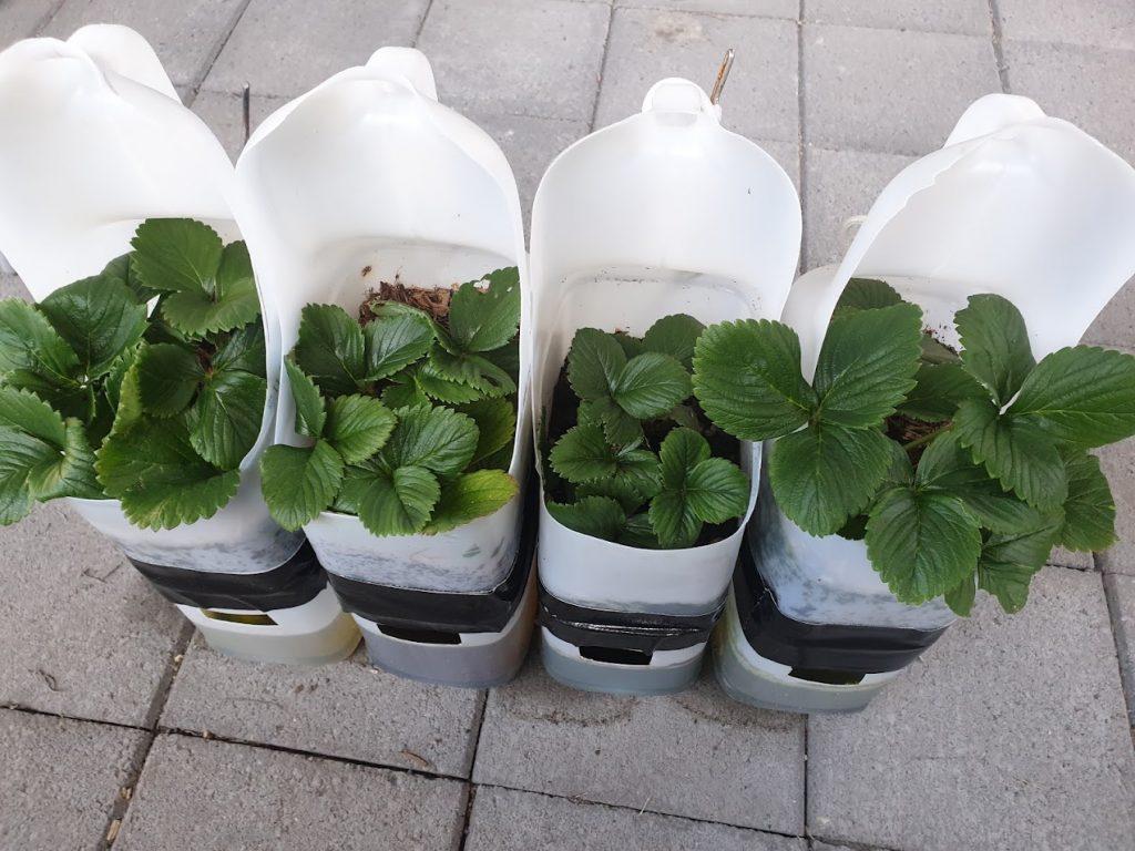 Recycled milk jugs for the garden