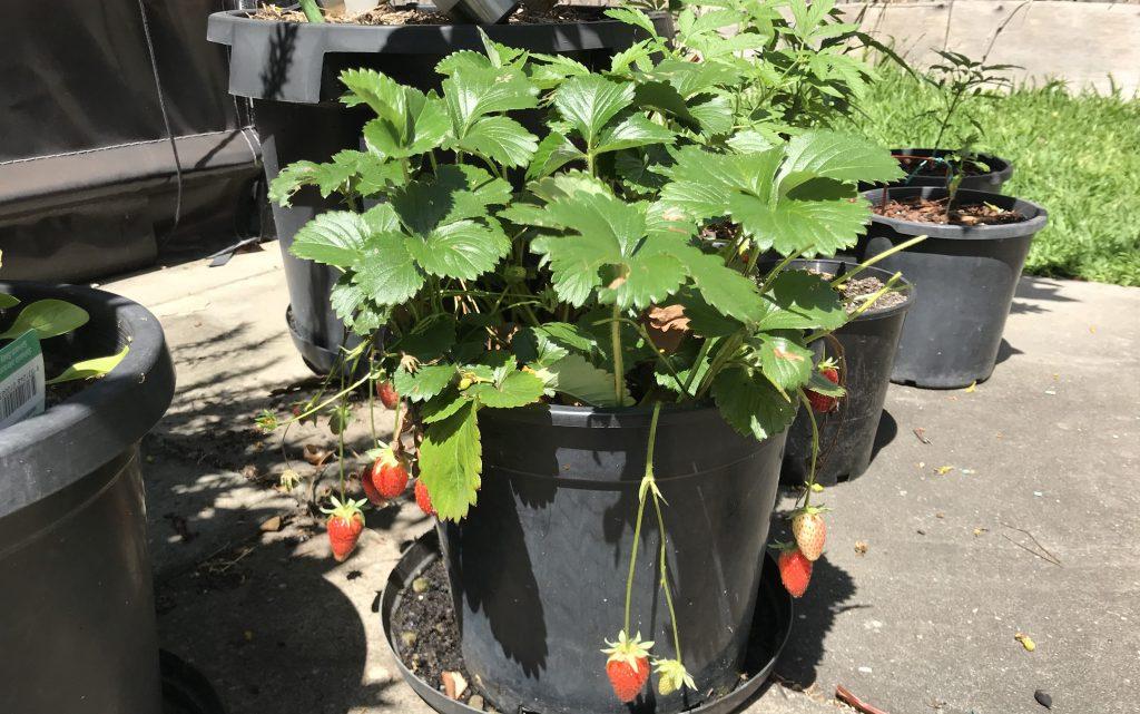 Strawberrys recycled containers